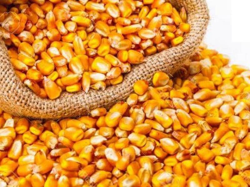 P - corn1