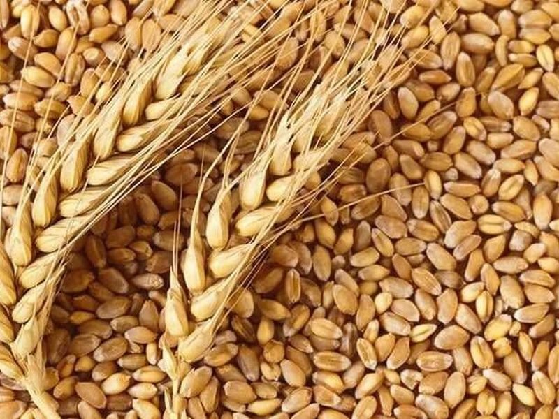 p - wheat